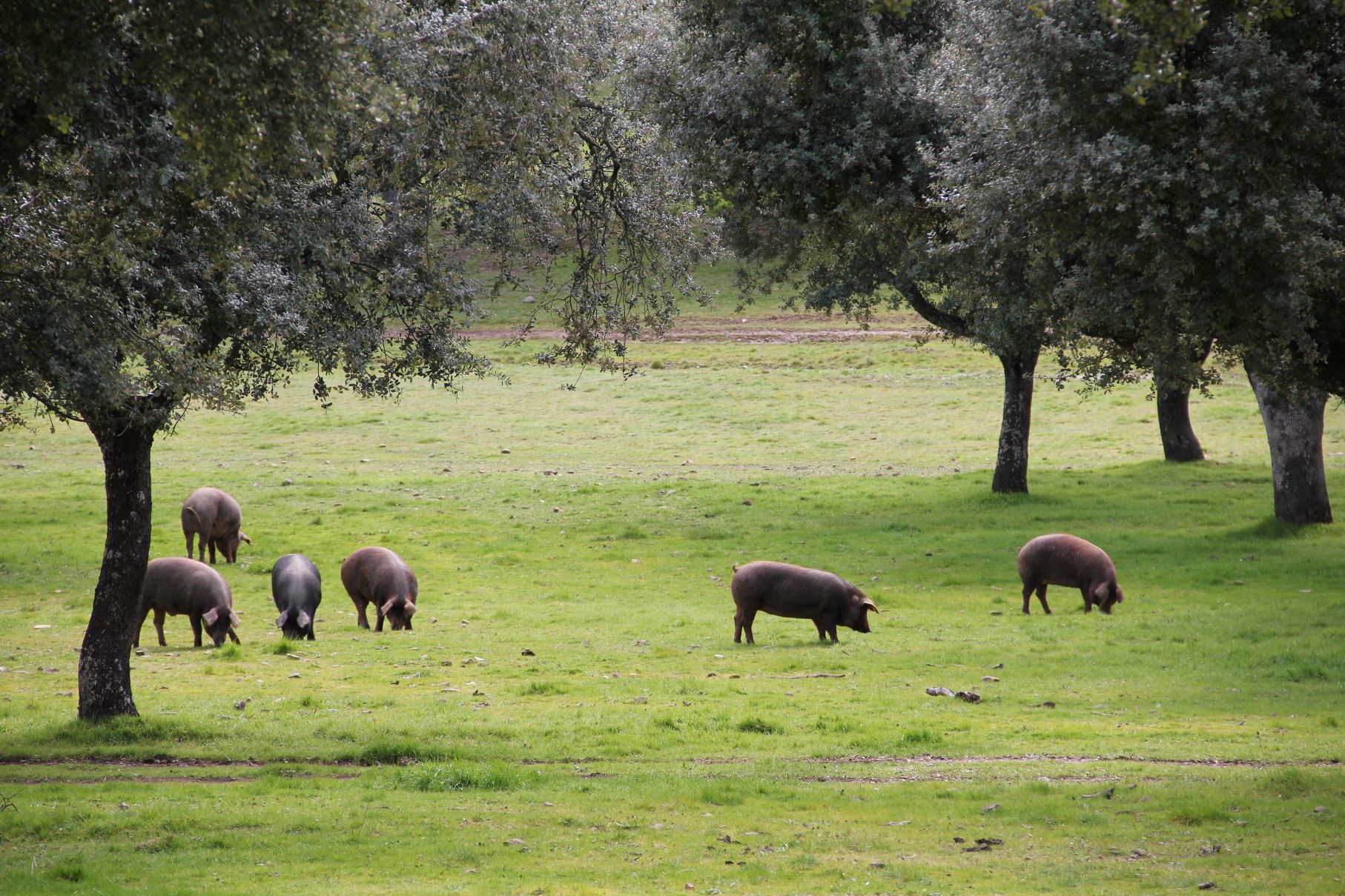 Iberijski pršut Bellota 75% ručno rezan 100g - Slika 4